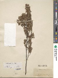 Spiraea pubescens image