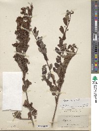 Image of Spiraea ovalis