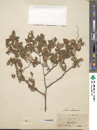 Image of Spiraea dasyantha