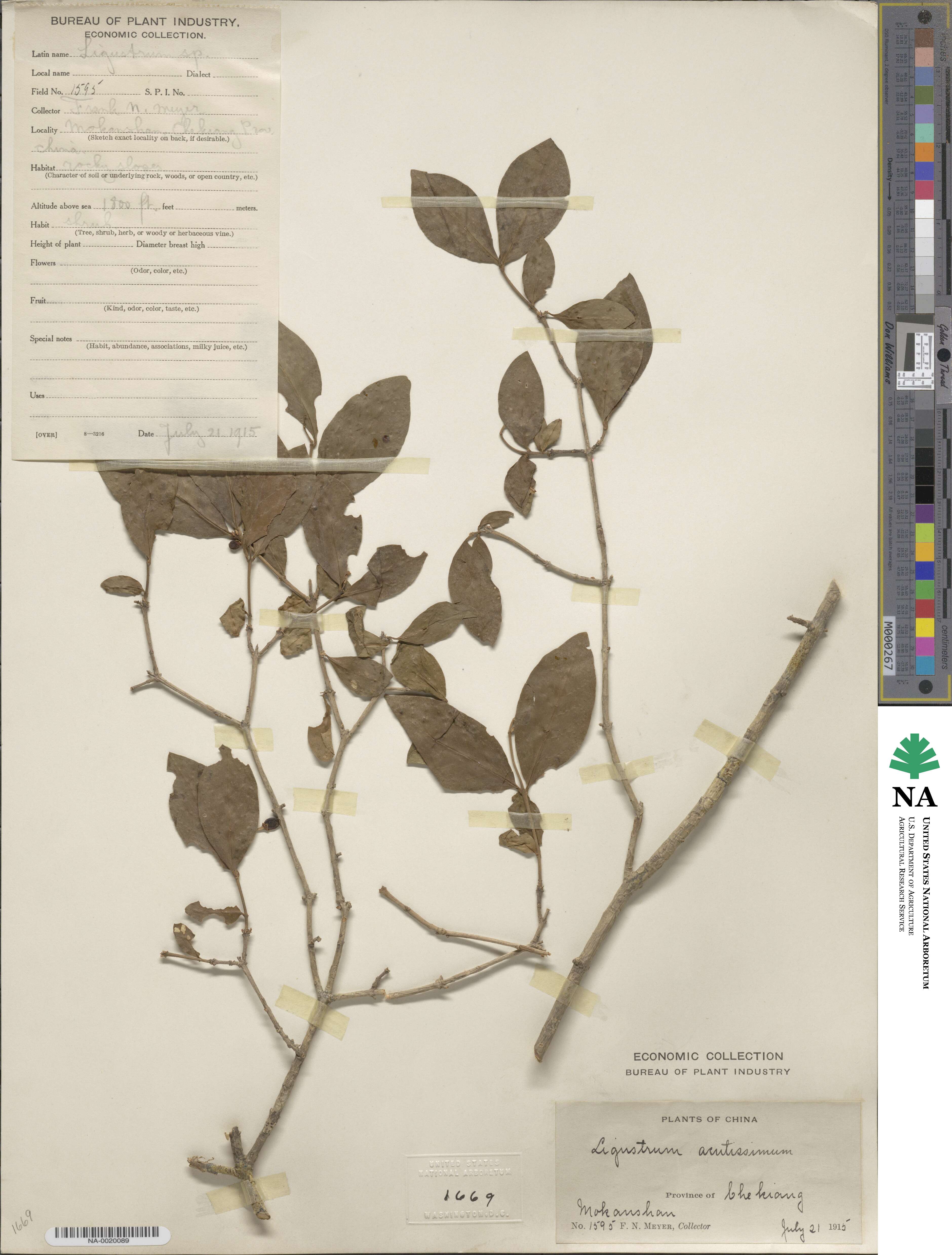 Ligustrum leucanthum image