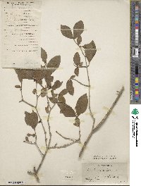 Ligustrum leucanthum image