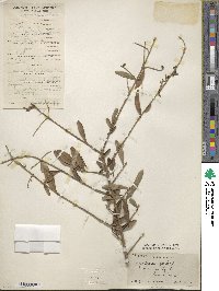 Ligustrum quihoui image