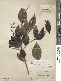 Viburnum setigerum image