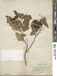 Syringa oblata image