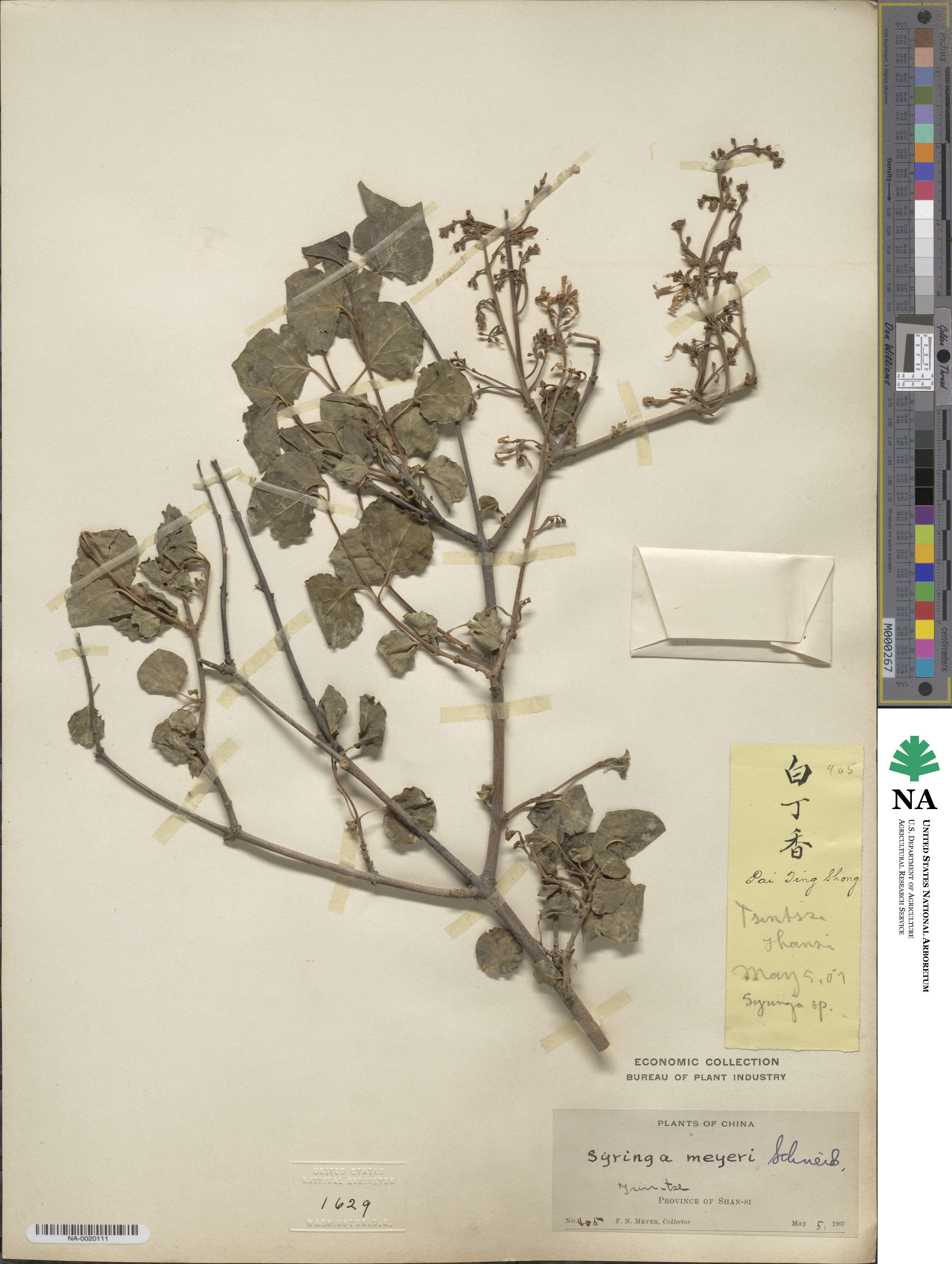 Syringa pubescens subsp. pubescens image