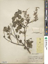 Syringa pubescens subsp. pubescens image