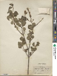 Syringa pubescens image