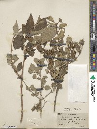 Image of Syringa pubescens