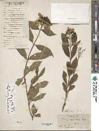 Hydrangea chinensis image