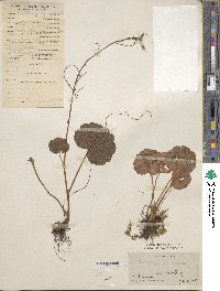 Saxifraga stolonifera image