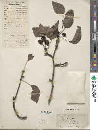 Pyrus neoserrulata image