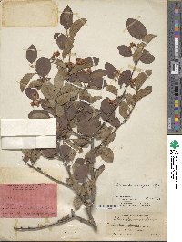 Cotoneaster multiflorus image