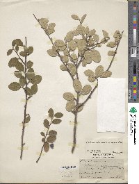 Image of Cotoneaster melanocarpus