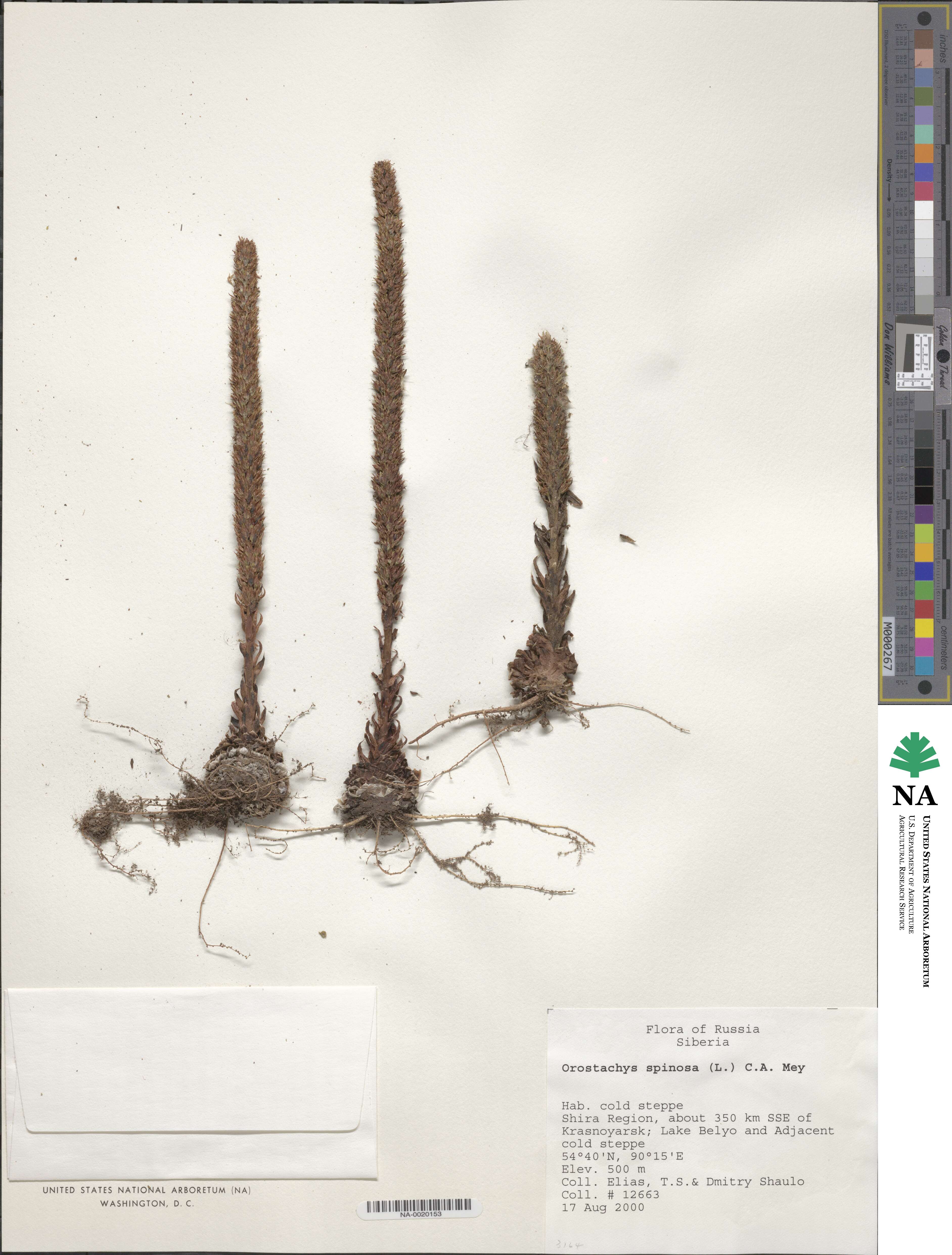 Cotyledon image