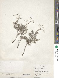 Image of Thalictrum foetidum