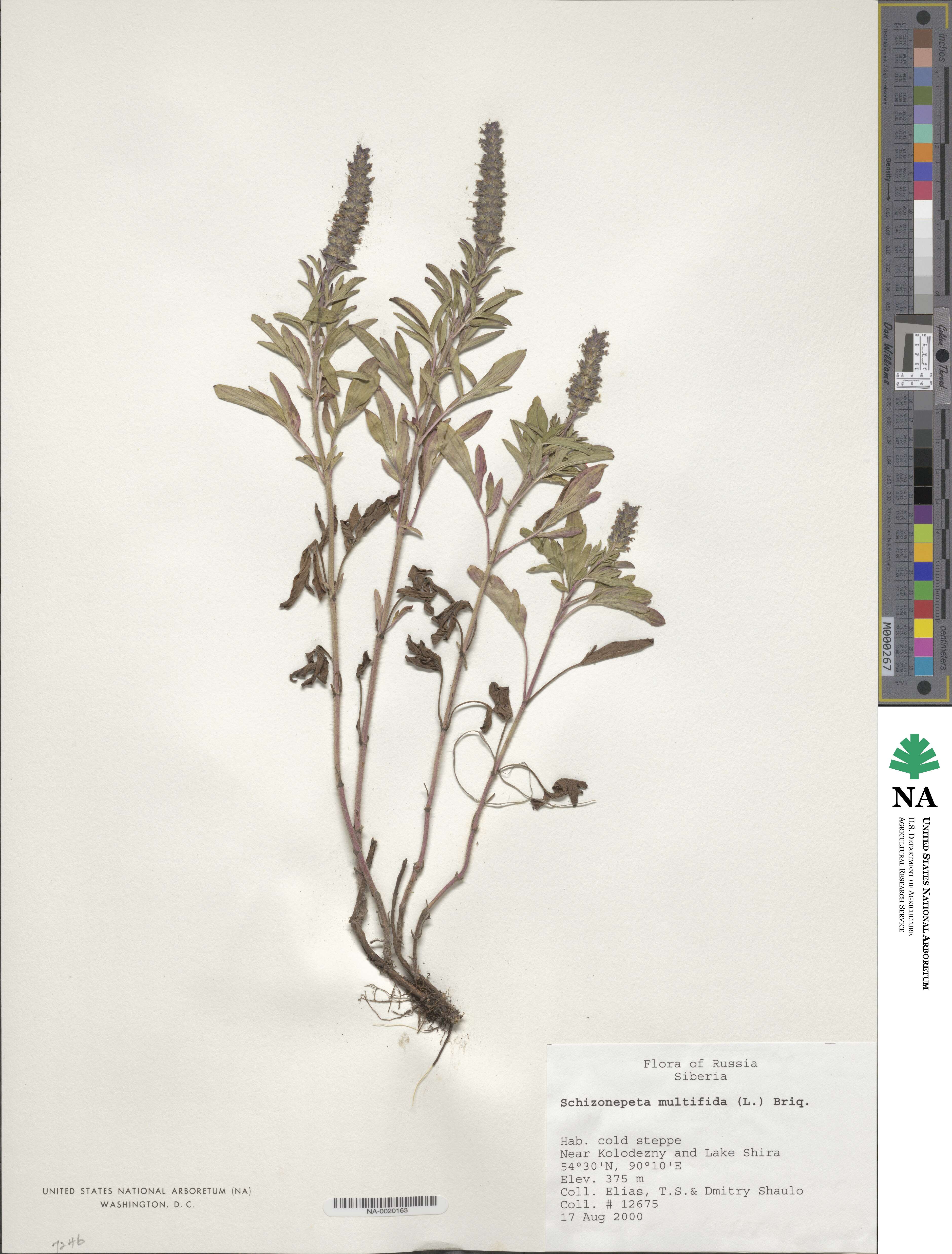 Nepeta multifida image