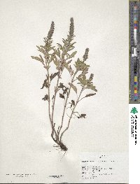 Image of Nepeta multifida