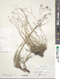 Image of Gypsophila patrinii