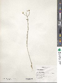 Linum perenne image