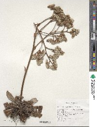 Goniolimon speciosum image