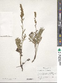 Artemisia tanacetifolia image