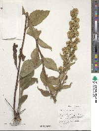 Solidago virgaurea image