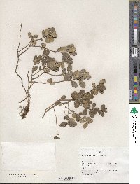 Vaccinium vitis-idaea image