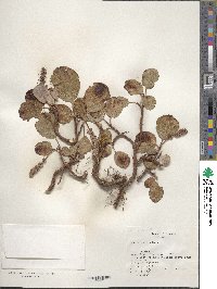 Salix reticulata image