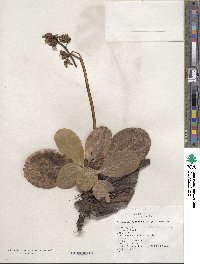 Image of Bergenia crassifolia