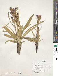 Gentiana decumbens image