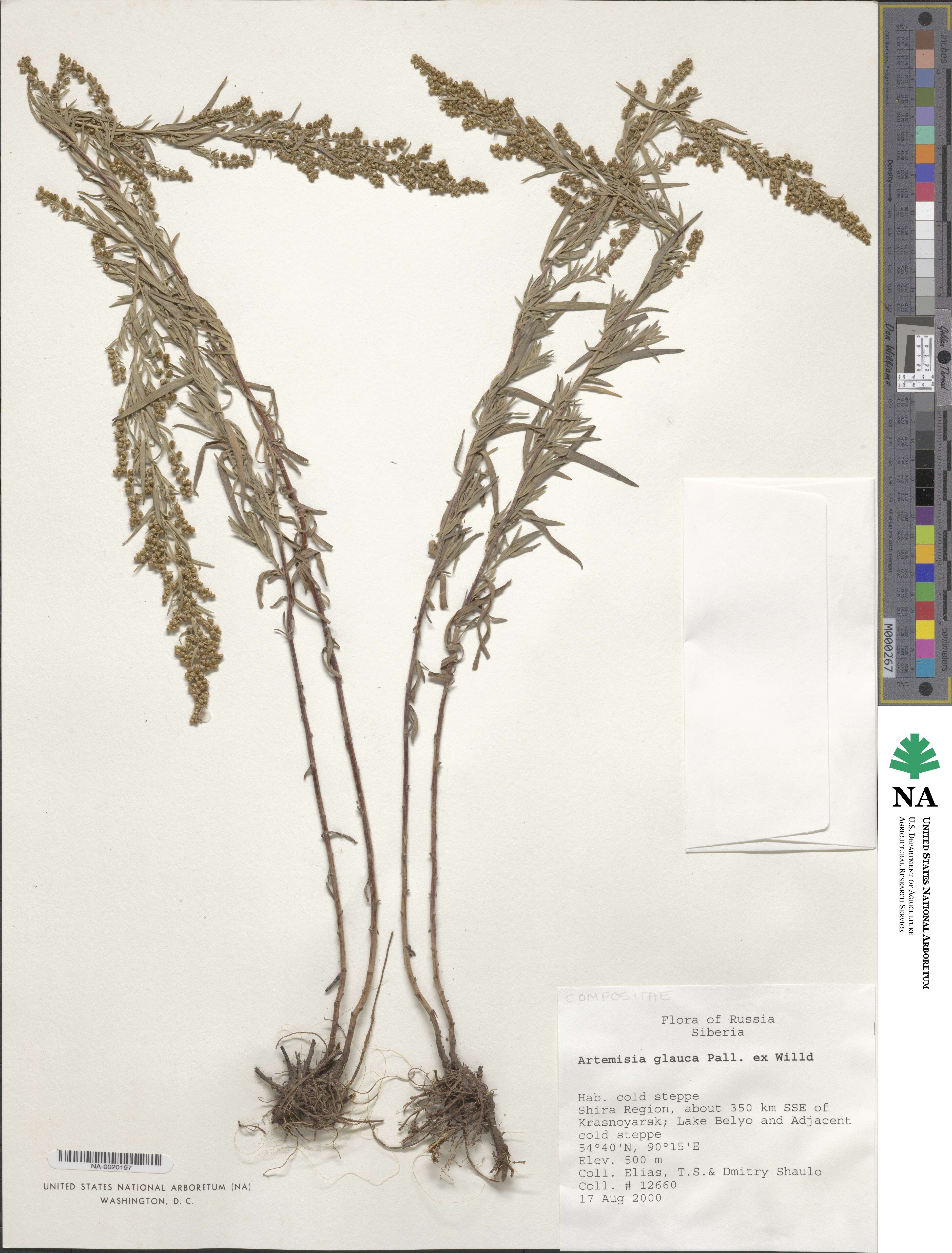 Artemisia glauca image