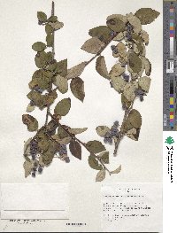 Cotoneaster melanocarpus image