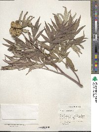 Paeonia anomala image