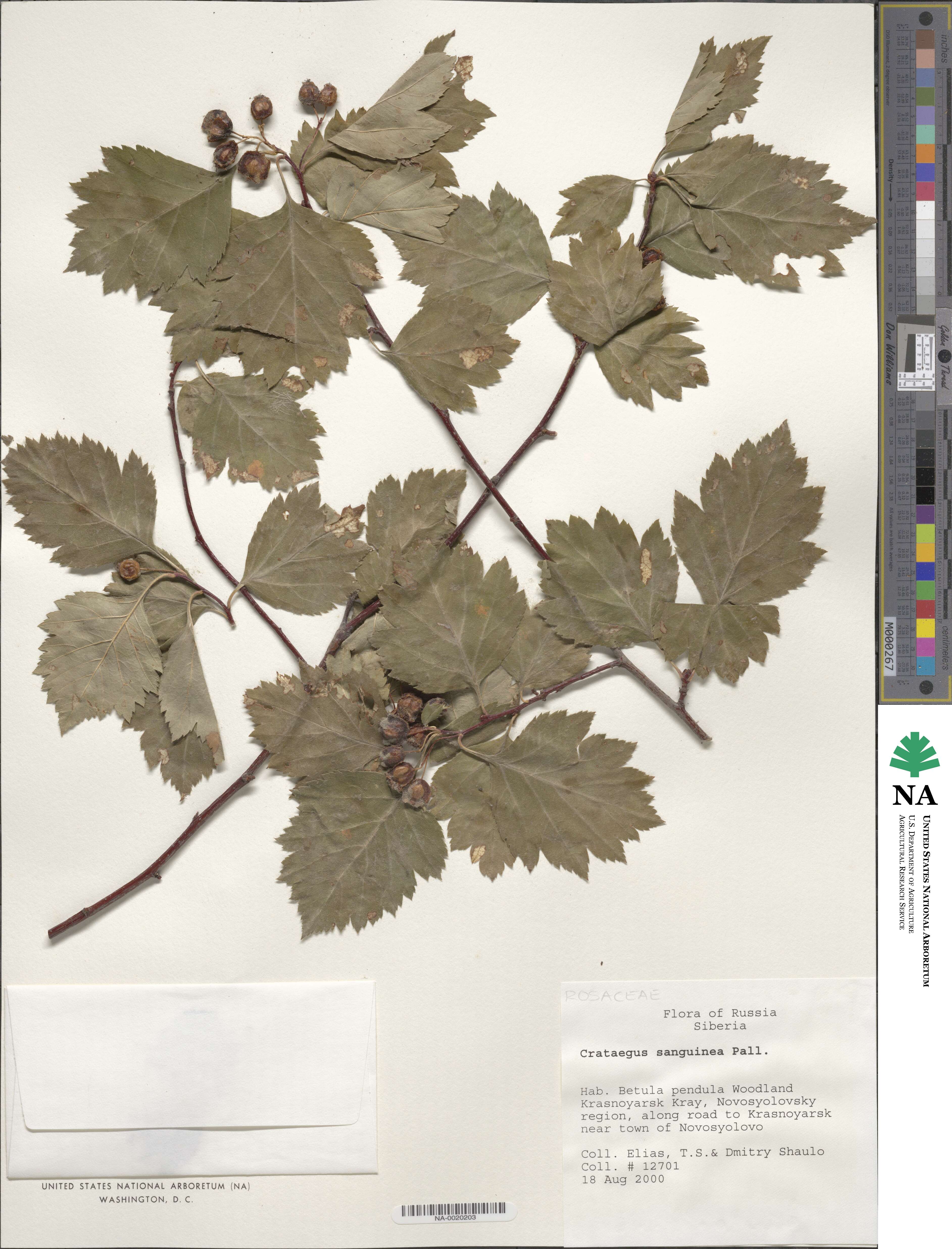 Crataegus sanguinea image