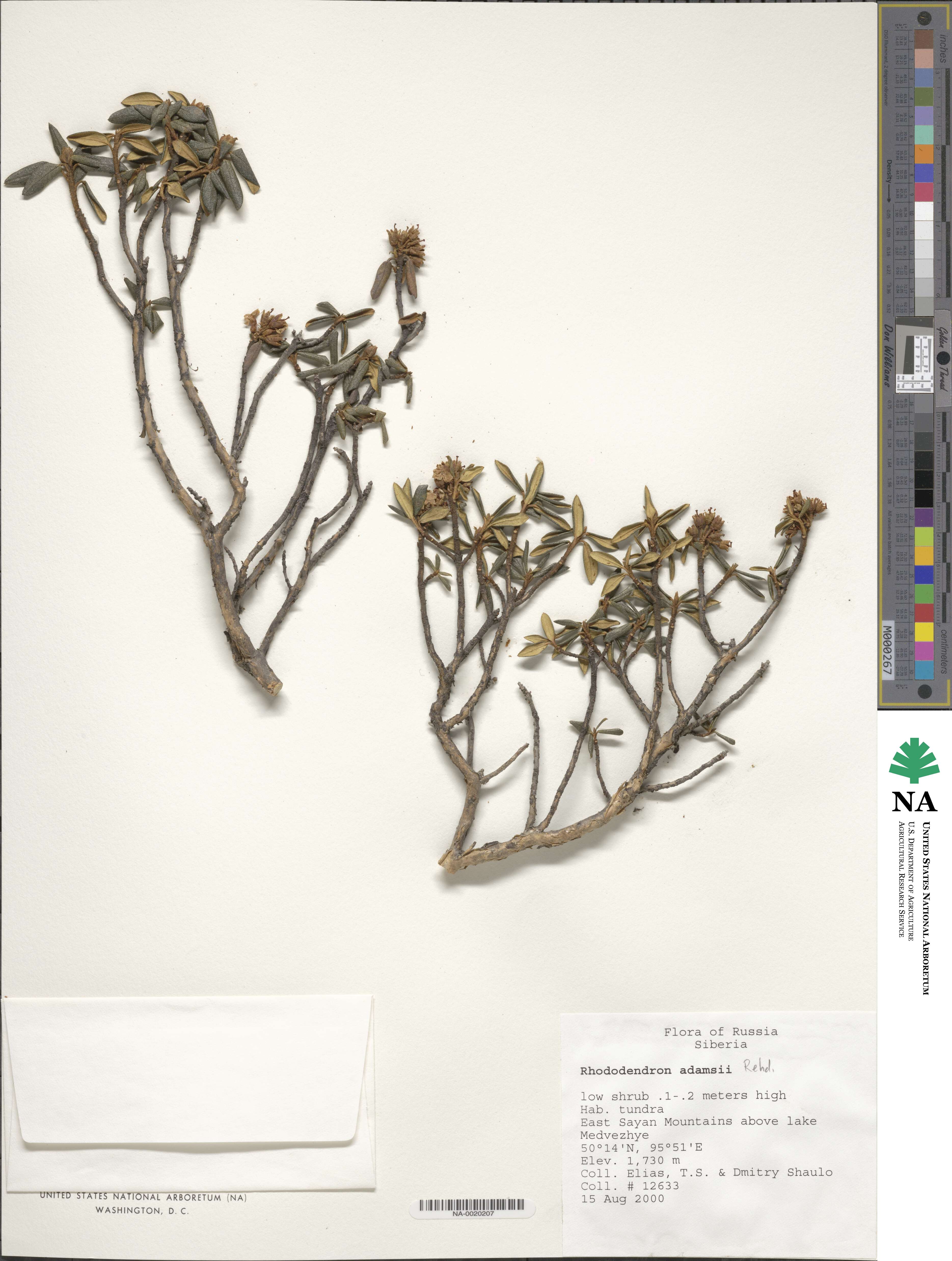 Rhododendron adamsii image