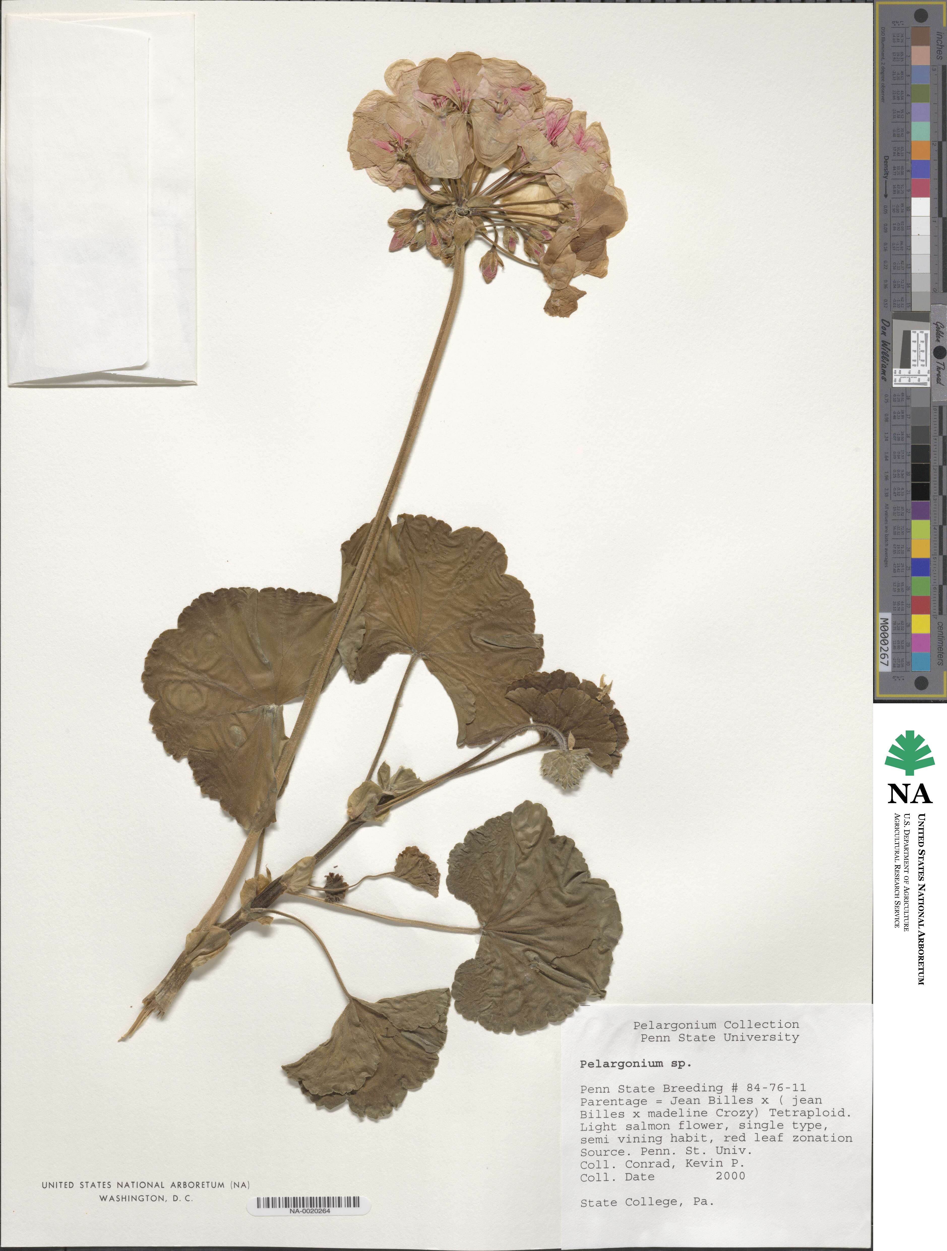 Pelargonium image