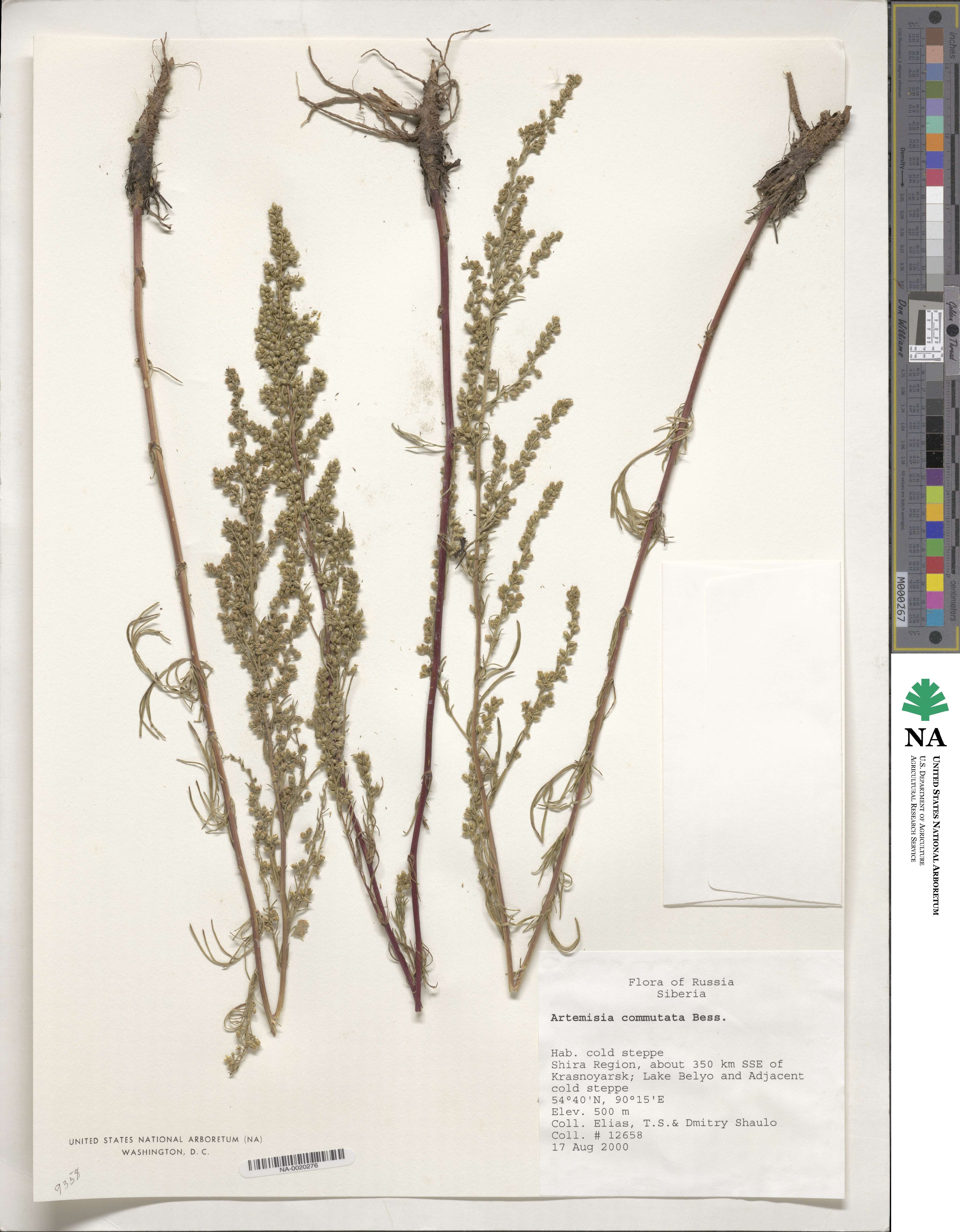 Artemisia pubescens image