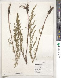 Artemisia pubescens image