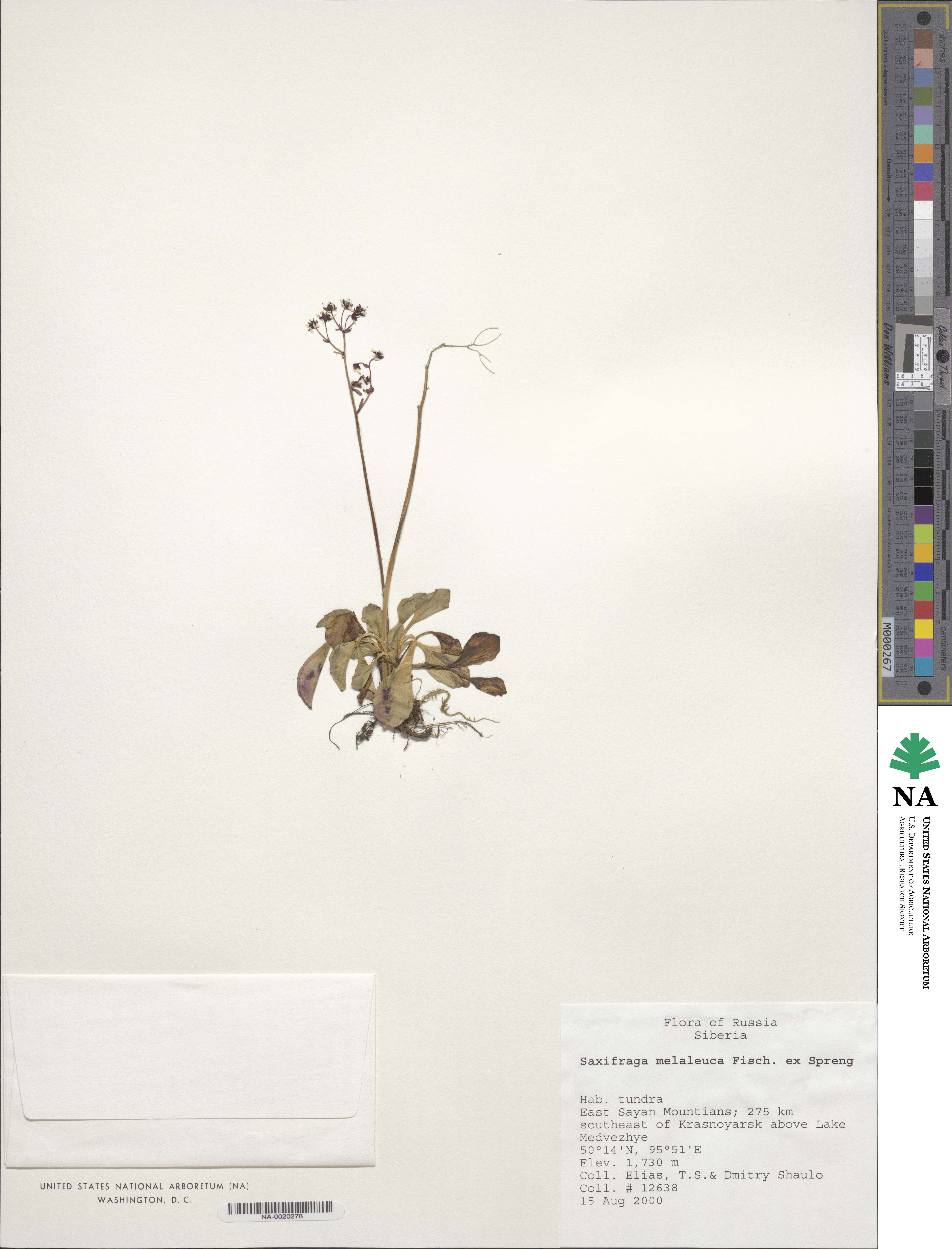 Micranthes melaleuca image