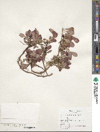 Arctostaphylos rubra image