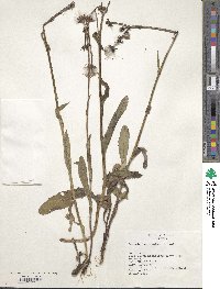 Tephroseris turczaninovii subsp. turczaninovii image