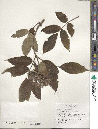 Image of Sambucus racemosa