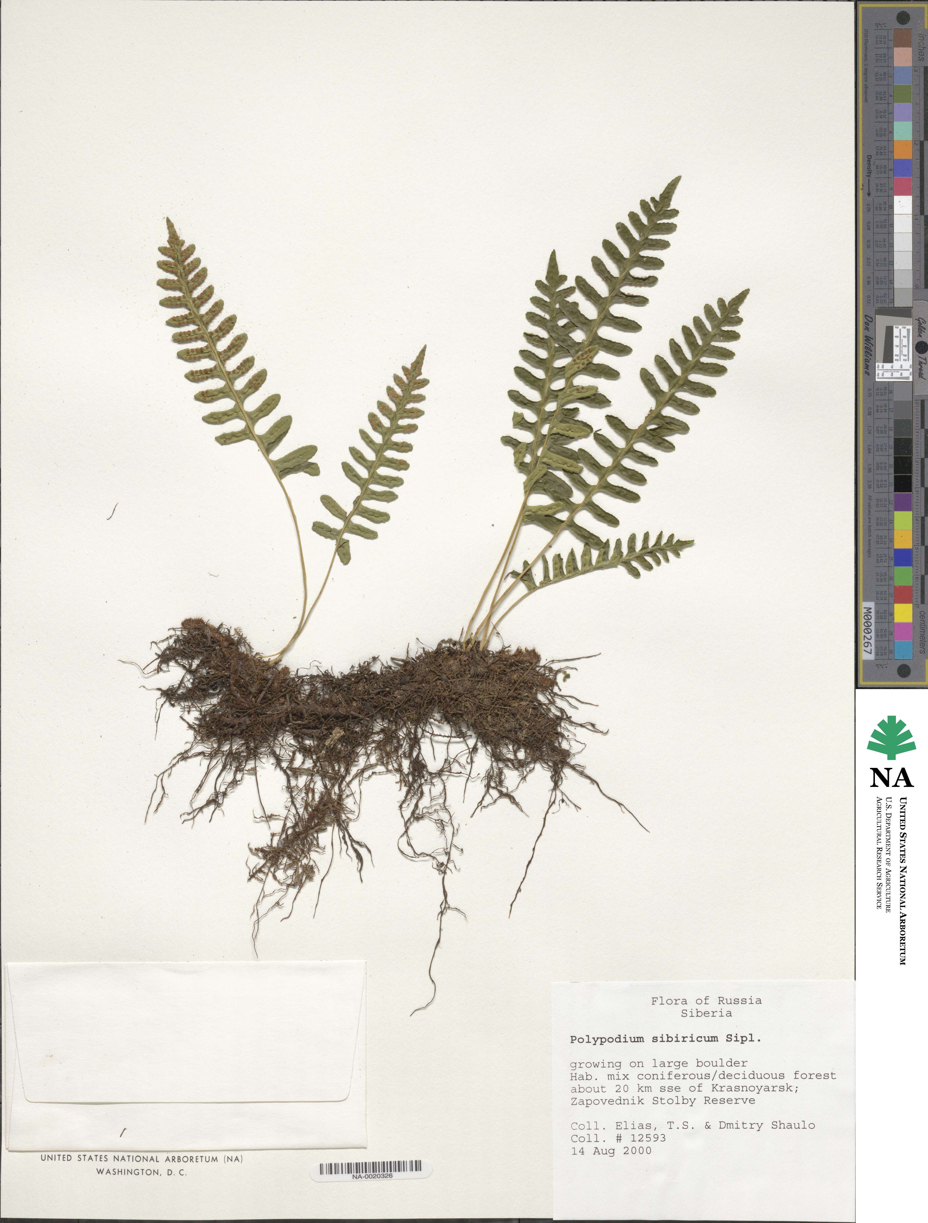 Polypodium sibiricum image