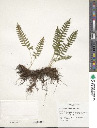 Polypodium sibiricum image