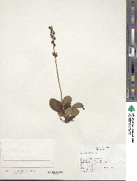 Pyrola media image