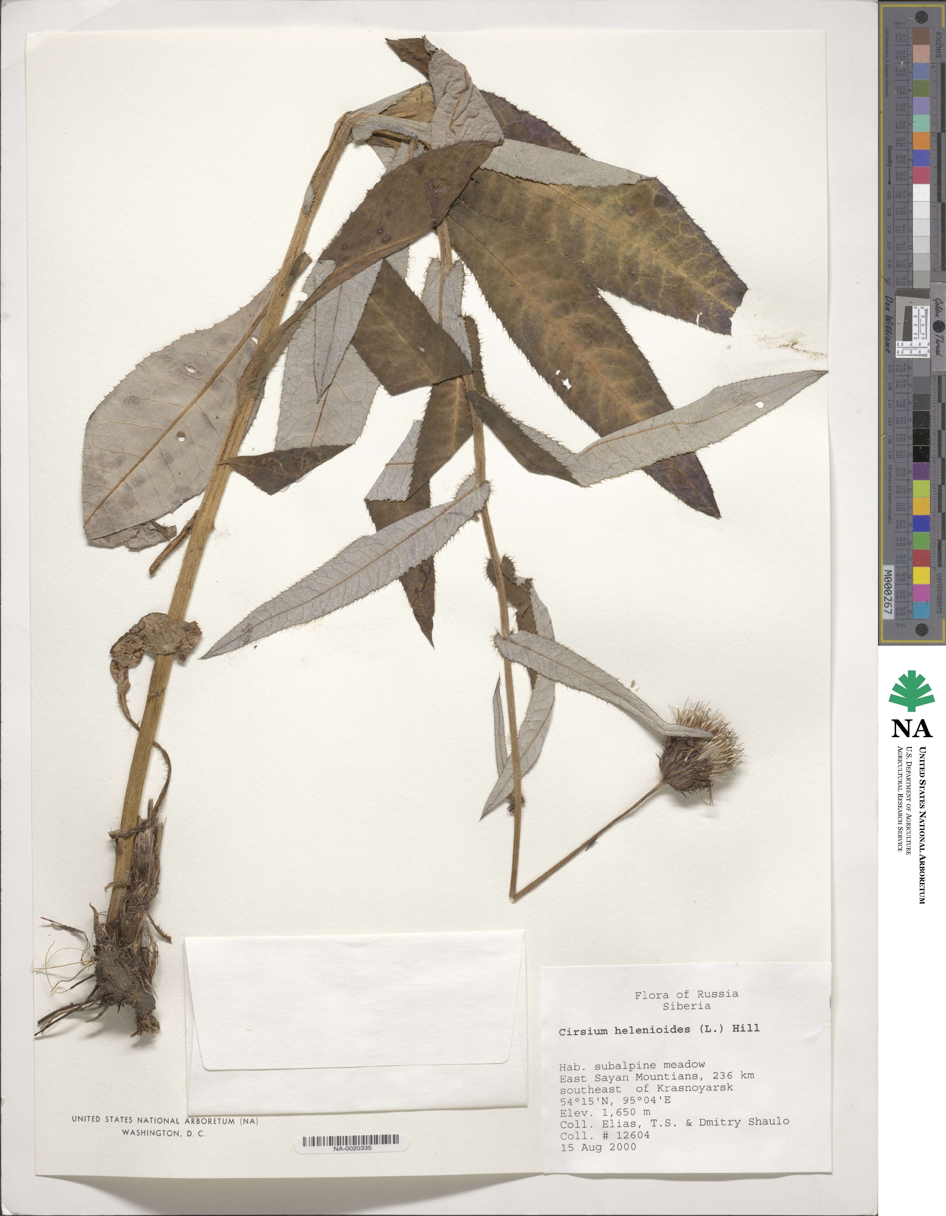 Cirsium heterophyllum image