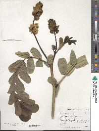 Senna alata image