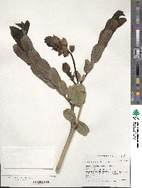 Senna alata image