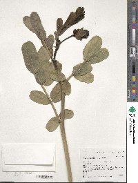 Senna alata image