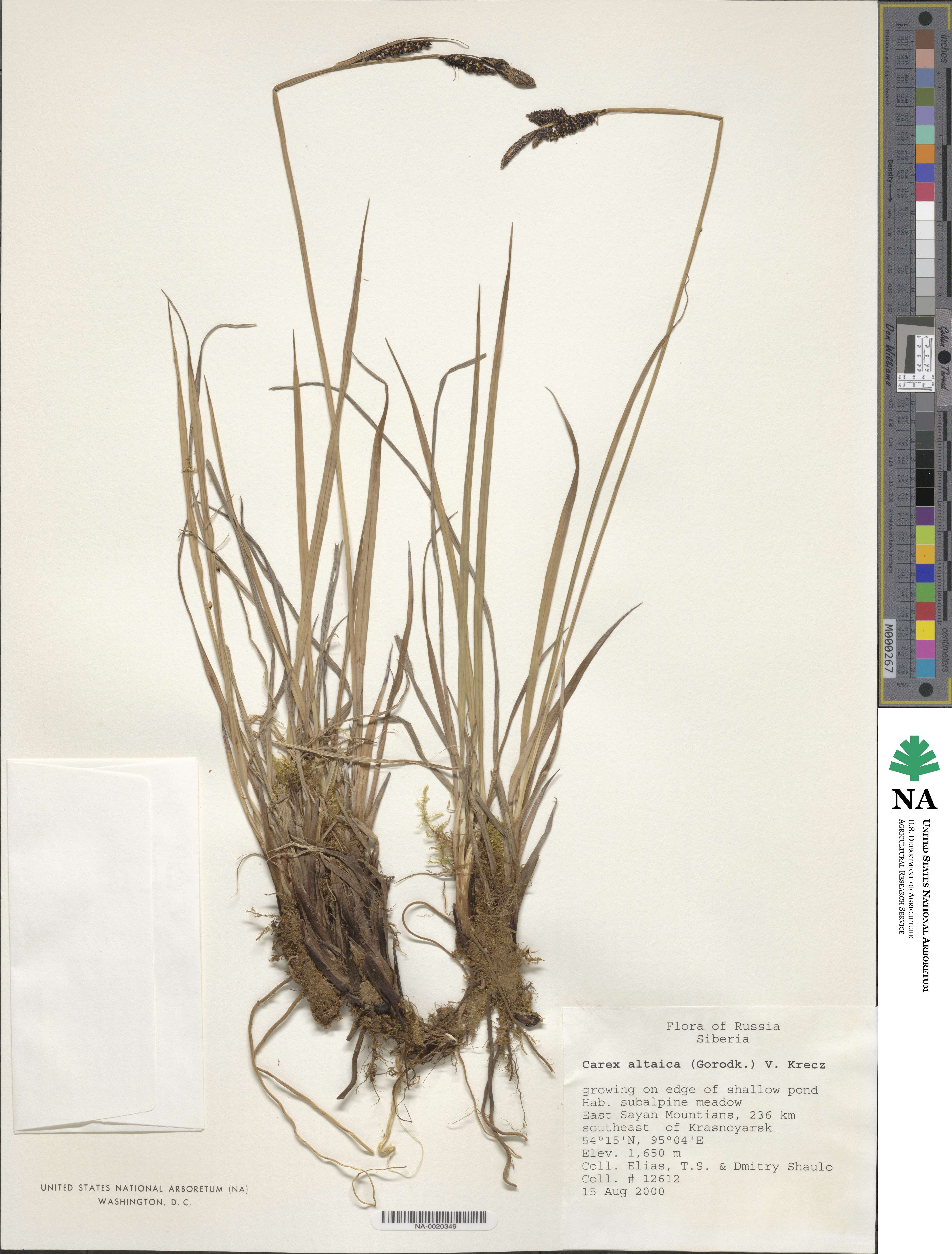 Carex altaica image